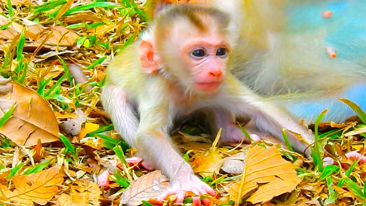 Rainbow tries to stay with mom to watch brother Levy and will she get cute baby like mama?