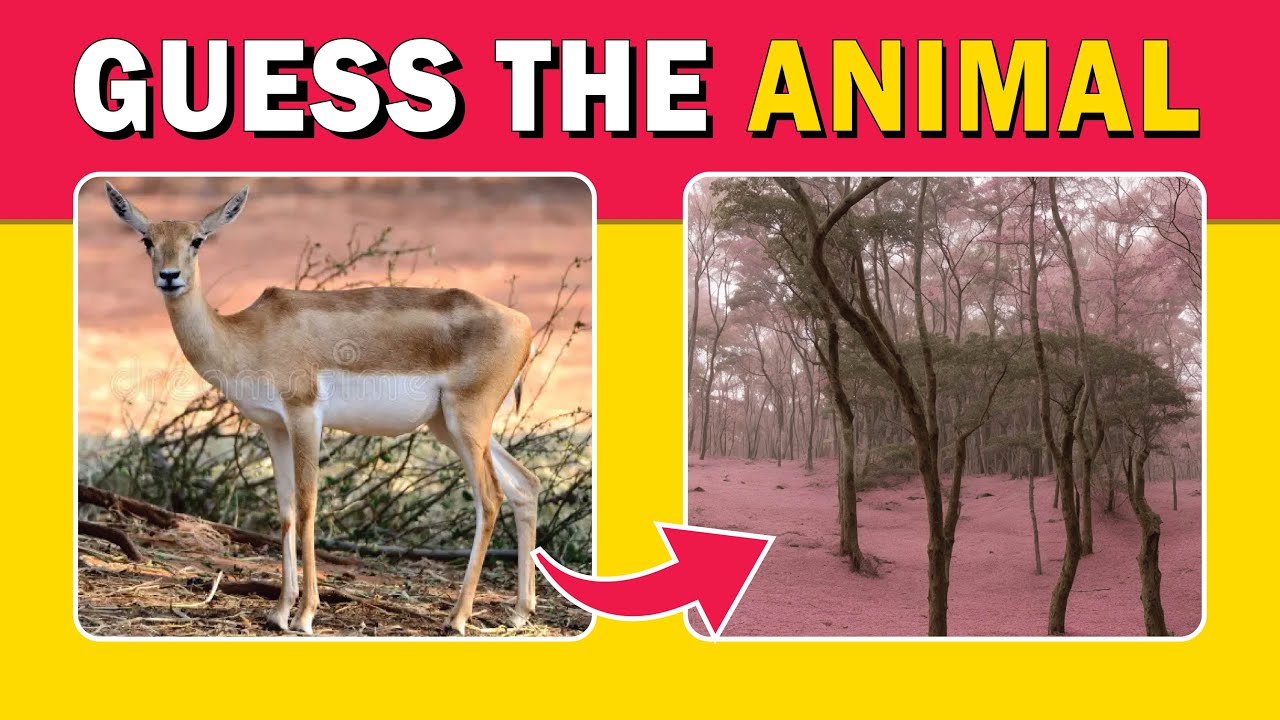 Optical Illusions That Will Trick Your Brain! What Do You See? | Quiz Rad