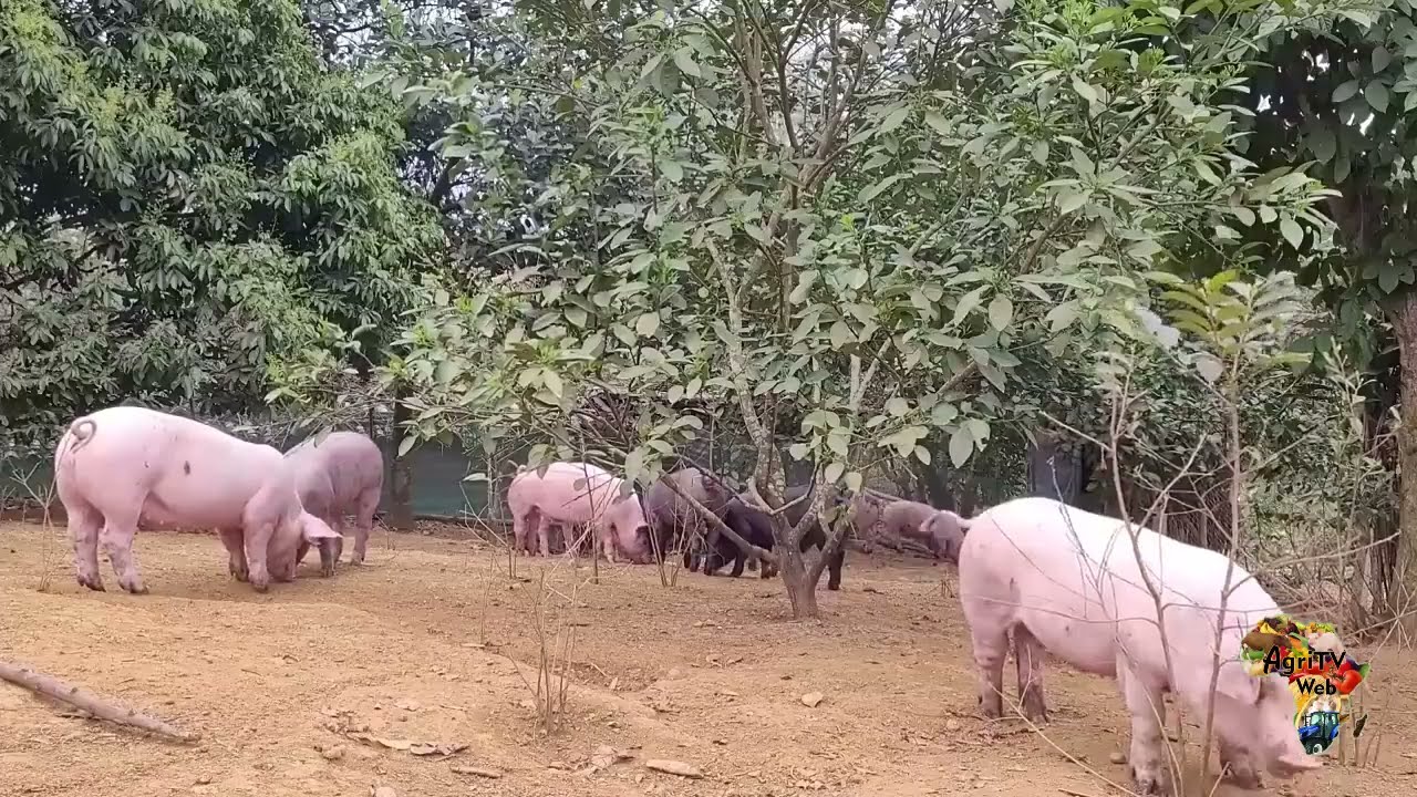 Pourquoi la plupart des éleveurs échouent