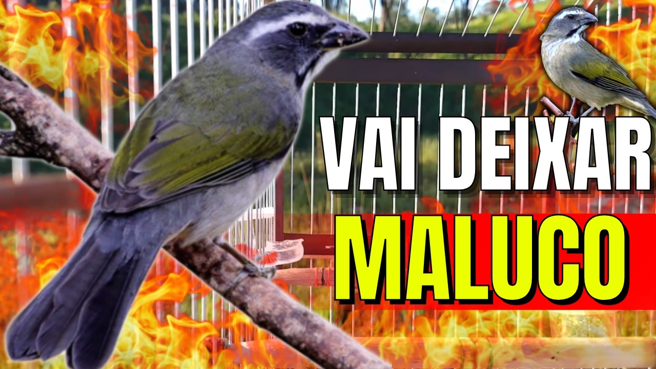 MELHOR Trinca ferro cantando Para Esquentar Trincaferro FRIO Com Trinca ferro Macheando  Trincaferro