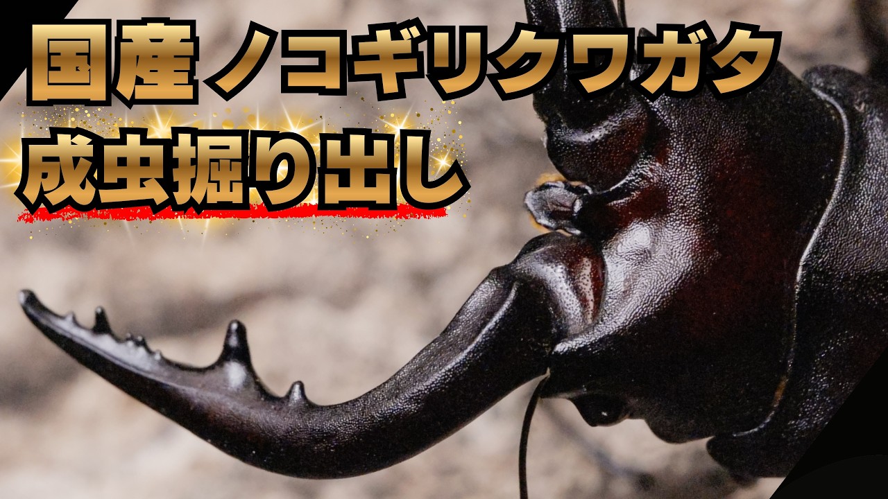 ノコギリクワガタを800ccボトルで羽化させたら〇〇mmになりました！
