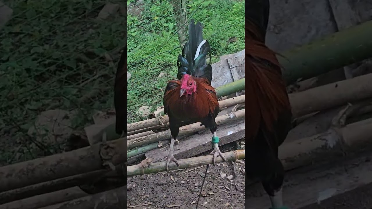 Feeding our GOATS,  CHICKENS and Rooster 🐓. 