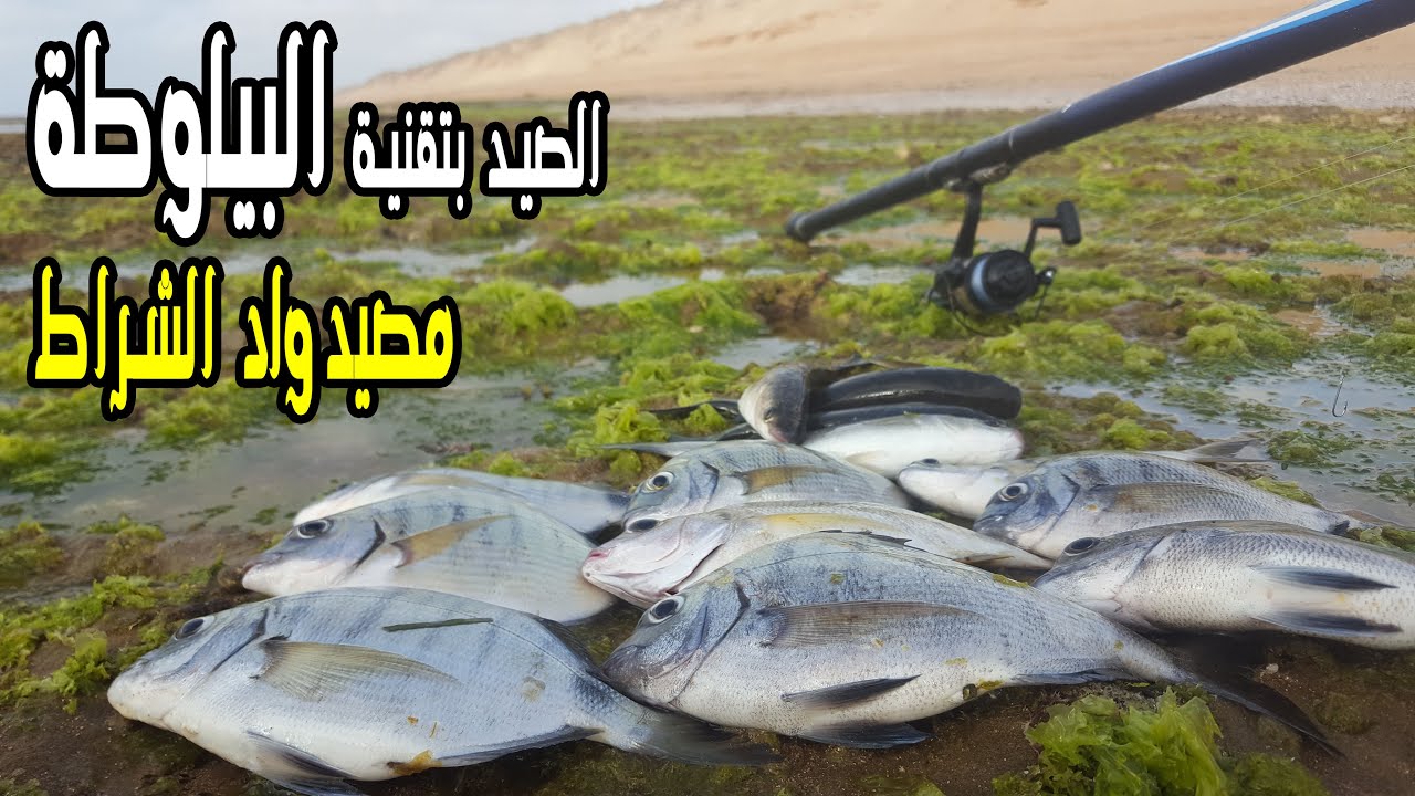 الصيد بتقنية البيلوطة💥يوم روعة فمصيد واد الشراط🐟🎣