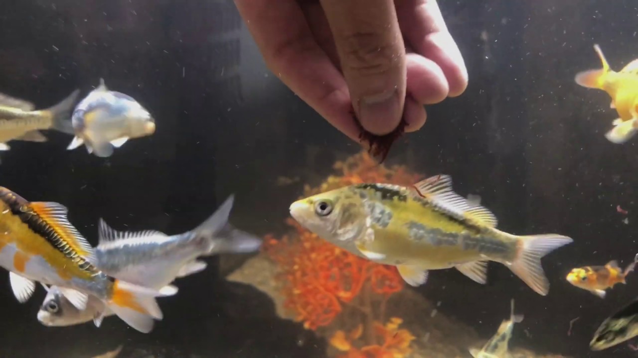 Training koi to hand feed in 4 days! ....Tips for getting  baby koi to hand feed.