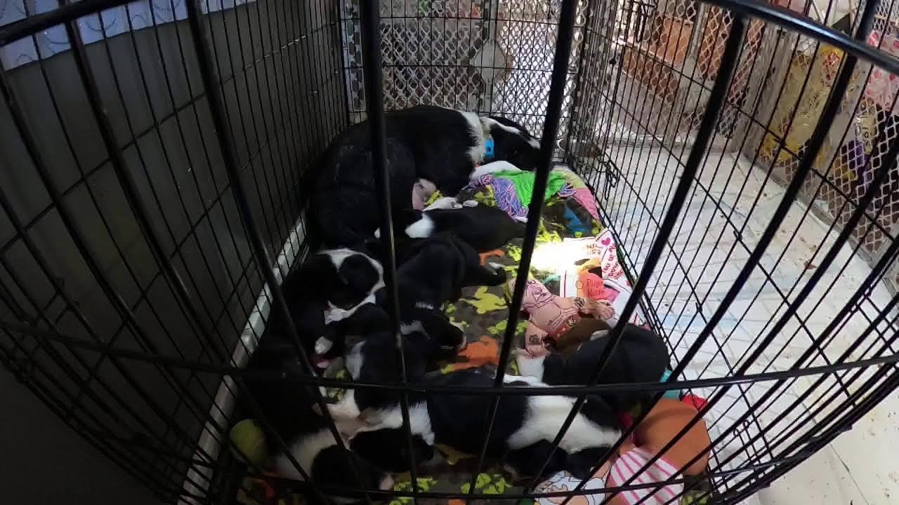 Mia and Her 4 Week Old Boarder Collie Puppies