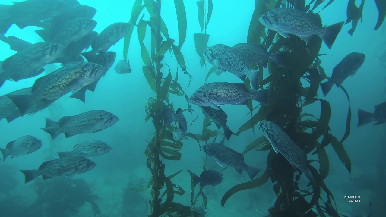 Monterey & Diving Point Lobos in 4K