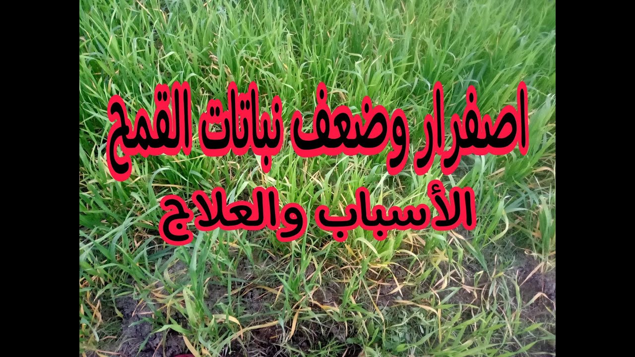 اصفرار وضعف نباتات القمح.. (الأسباب والعلاج) لزيادة المحصول