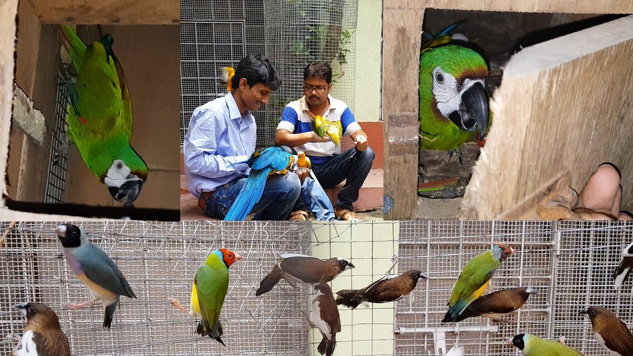 Severe Macaw Breeding Progress  / Small Finches Birds Breeding in Large Aviary.