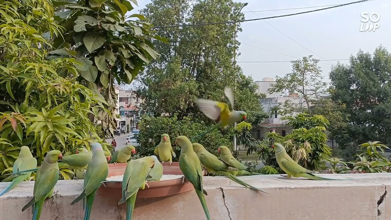 Wild Parrots