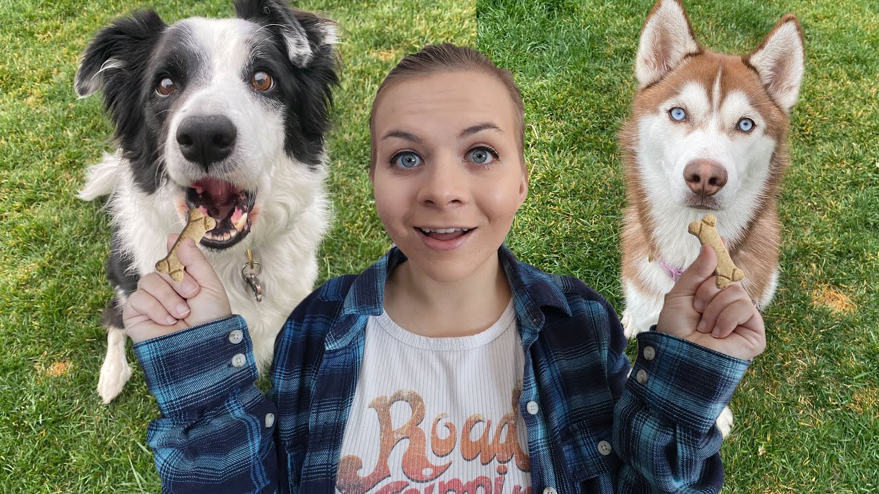 Which Dog Is Smarter?