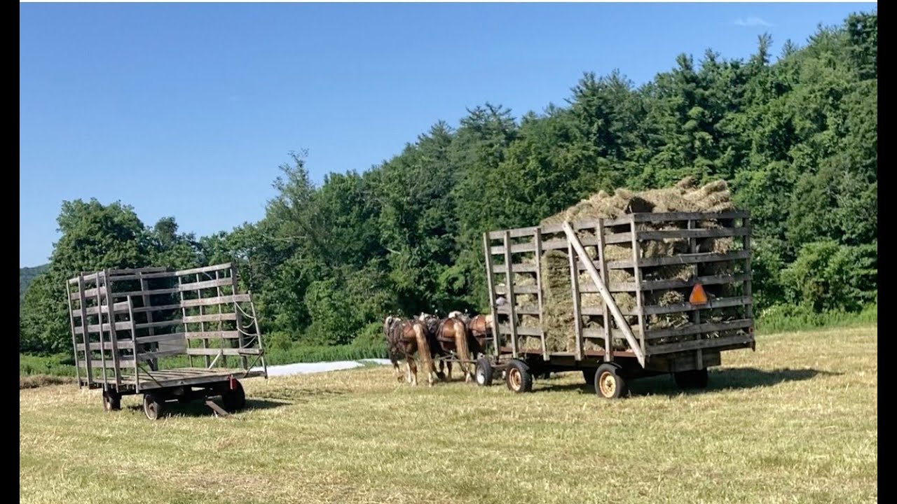 Making 500+ Bales of Draft Horse Fuel!
