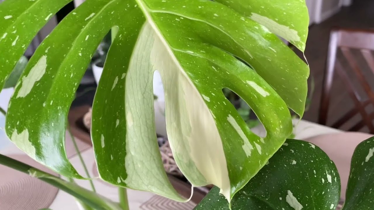 Cheap Monstera Thai Constellation Grocery Store Find Rare Plant Big Box Find Care Tips
