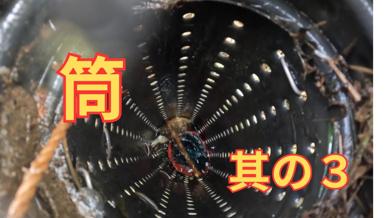 うなぎ筒１０日間設置の結果は？＃天然うなぎ＃うなぎ筒＃鹿児島県