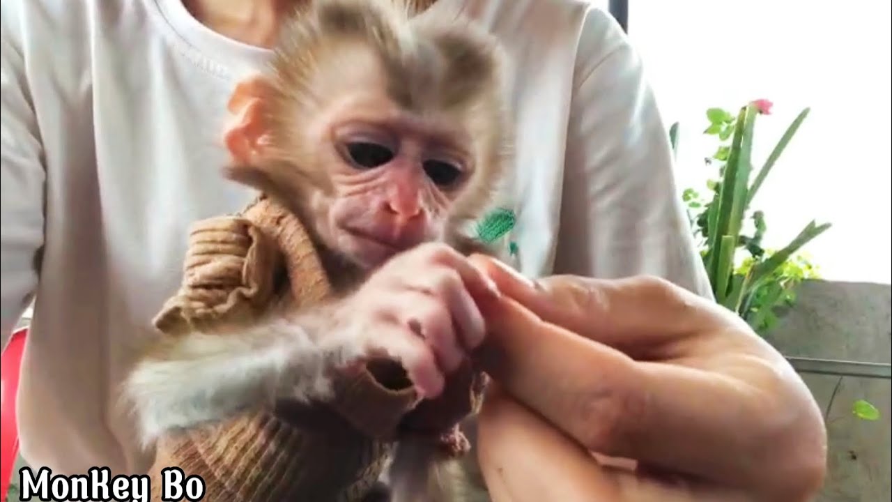 Baby monkey is taken care of by mother and brought home to visit family