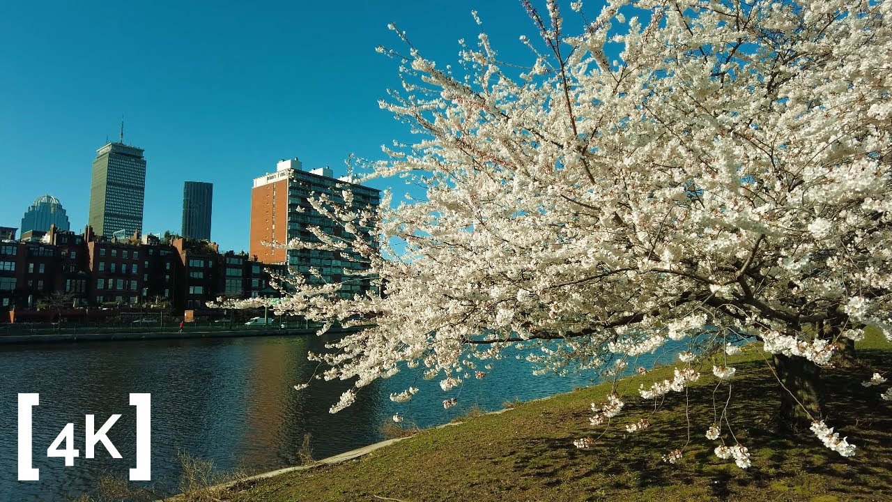 Boston Cherry Blossoms in Spring | 4K Morning Walk | Stress Relief ASMR Ambience