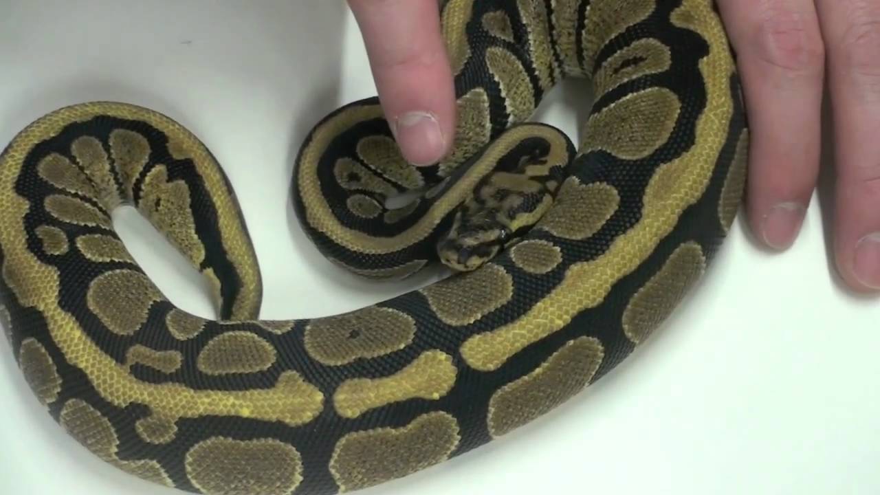 Morphs 101 - Spotnose - Pastel Spotnose