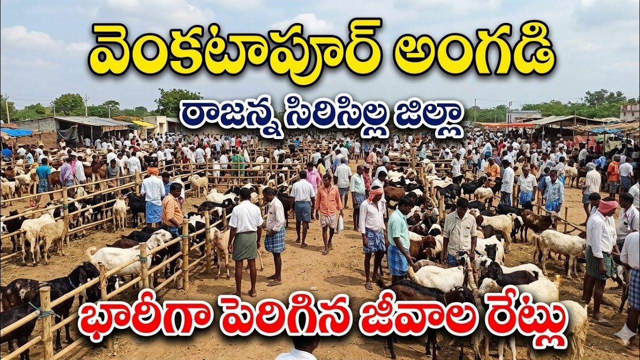 వెంకటాపూర్ అంగడి రాజన్న సిరిసిల్ల జిల్లా -జీవాల ధరలు #goat #sheep #ram #farming #pottelu #todaynews 