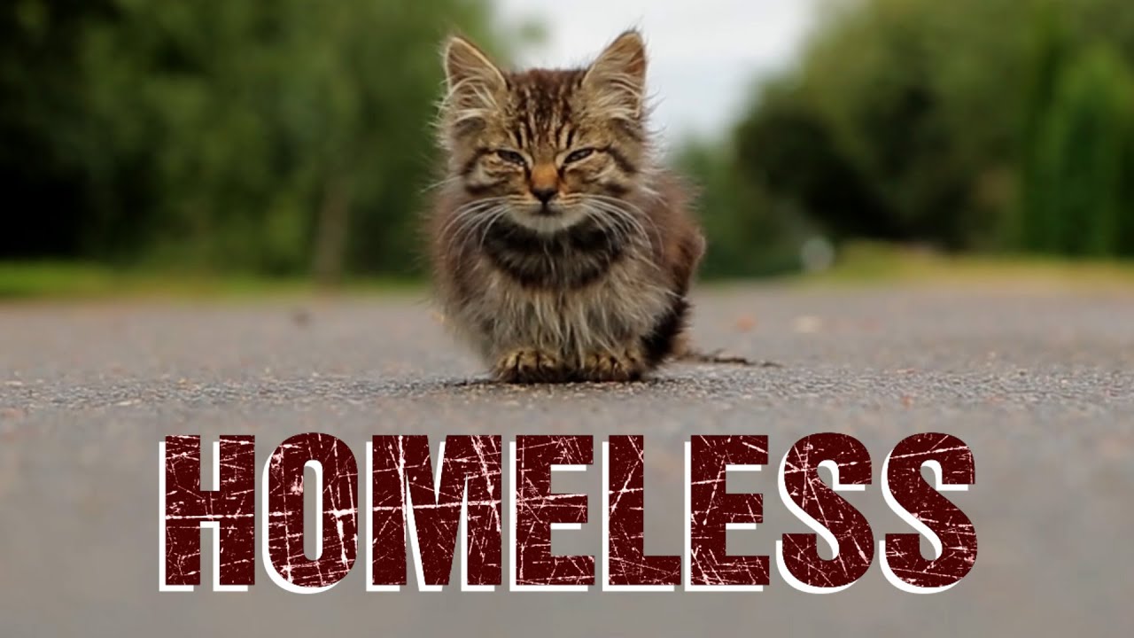Natl. Feral Cat Day 🐈 - October 16