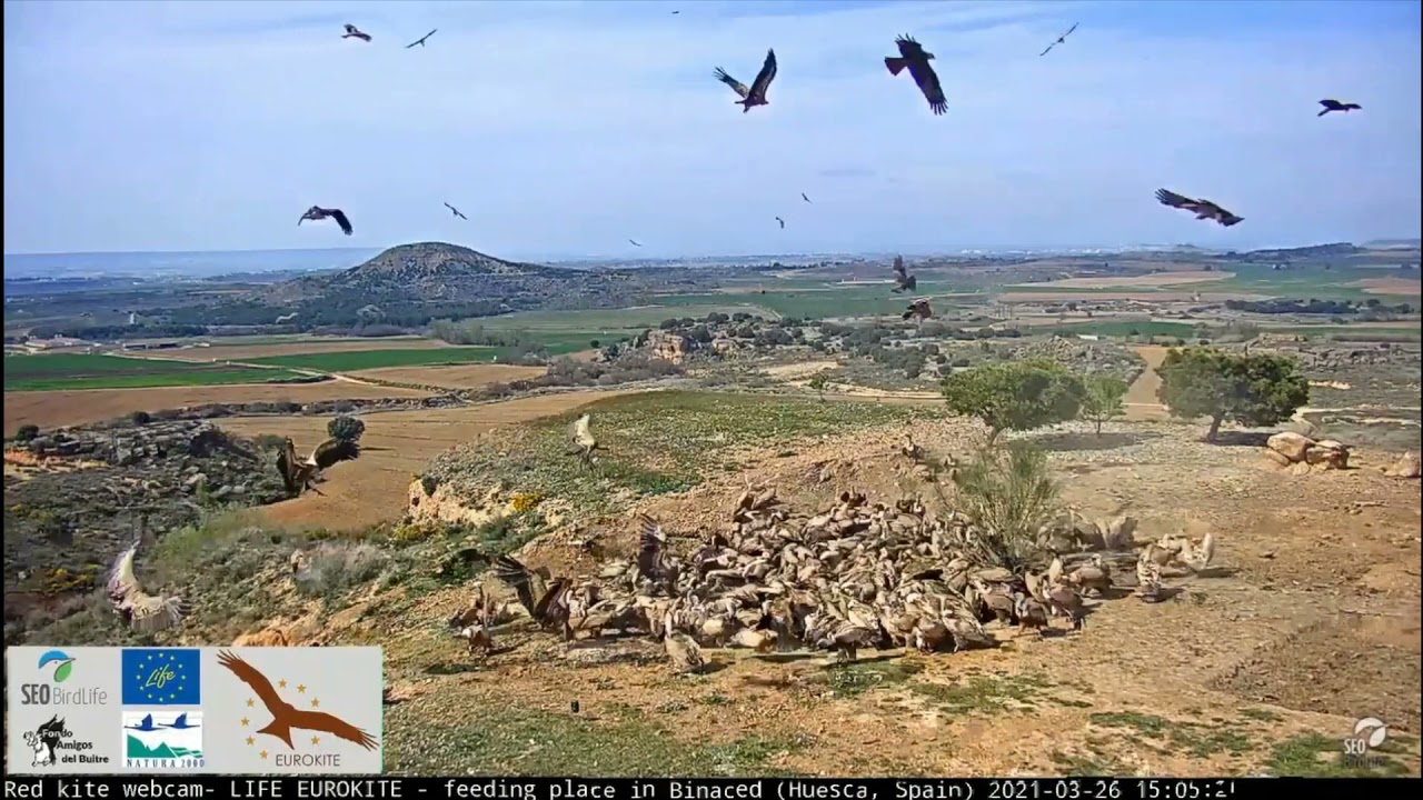 Buitres Leonados. /Vultures