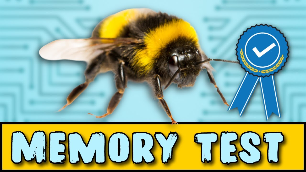 Bees Are WAY Smarter Than We Thought and Scientists Are Shocked!