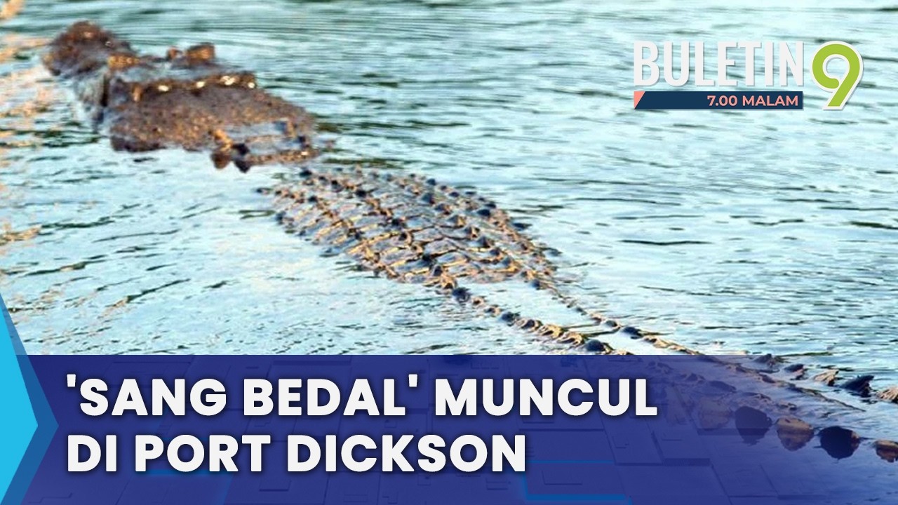 Buaya Tembaga Bersaiz Besar Muncul Di Port Dickson (B9)