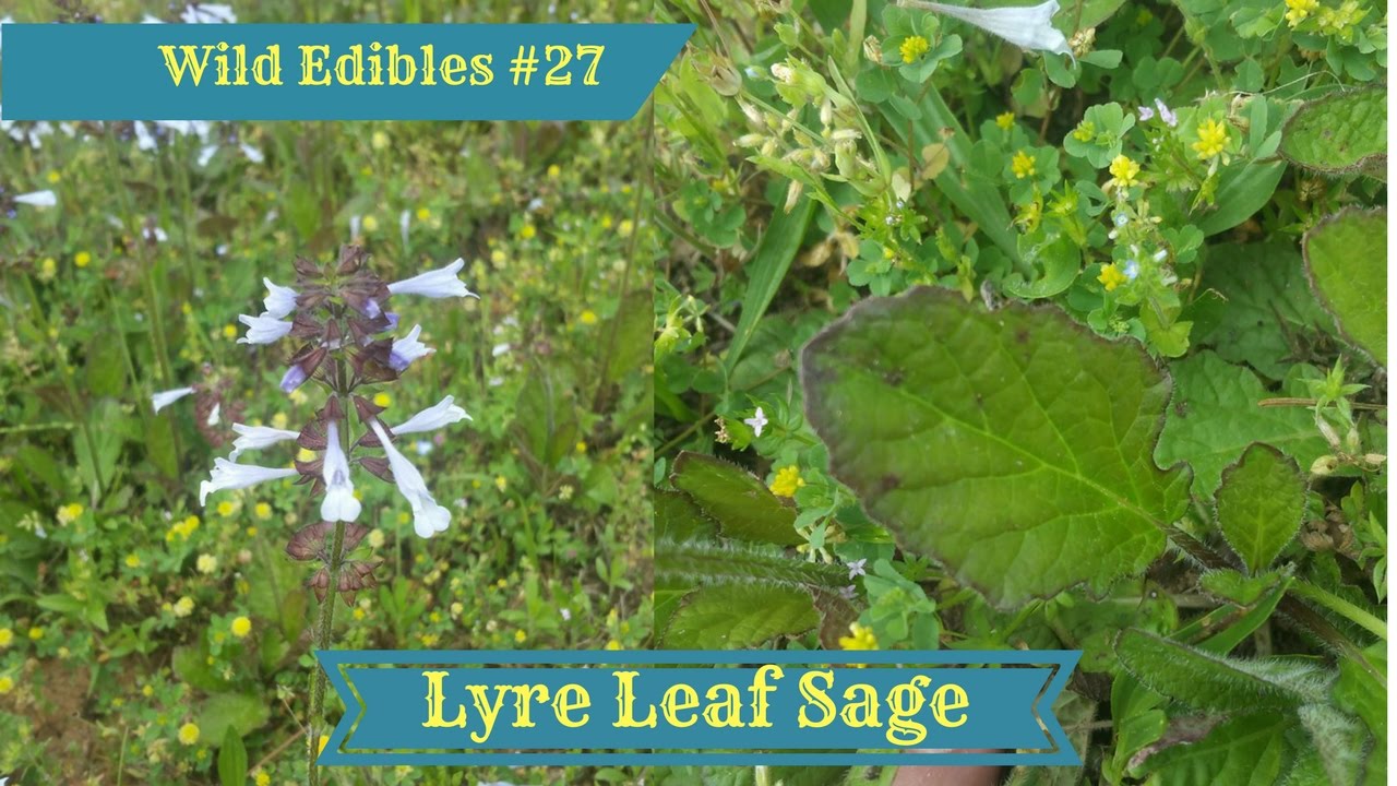 Wild Edibles #27 Lyre Leaf Sage (Salvia Lyrata)