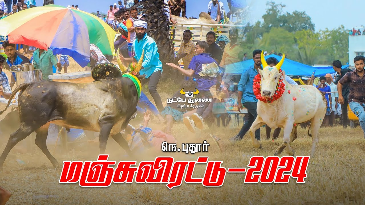 #நெ.புதூர்_மஞ்சுவிரட்டு_2024_💥