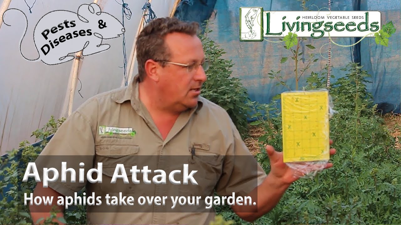 Aphid Attack. How aphids take over your garden.