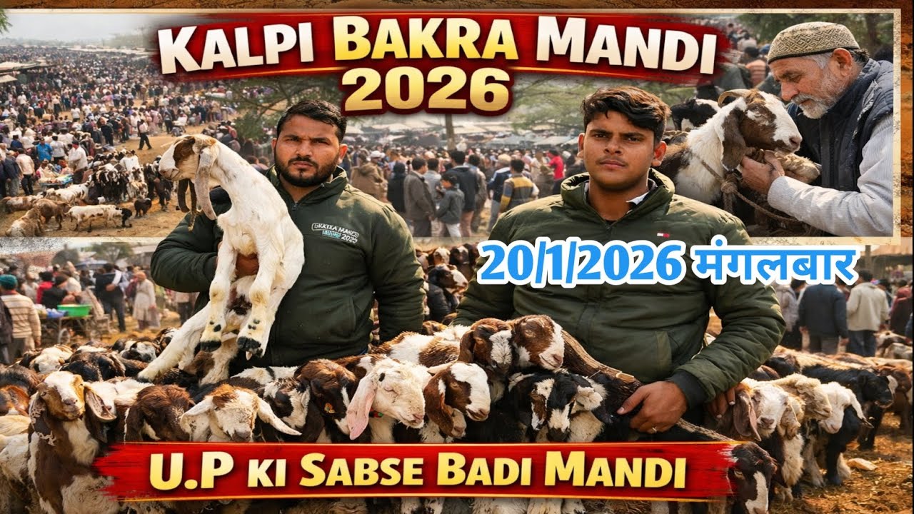 🔥 कालपी बकरा मंडी 2026 बकरी के बच्चे कौड़ियों के भाव!😱