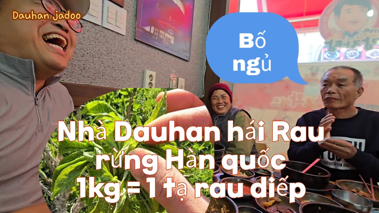 Phản ứng chồng Hàn khi Bố uống rồi đi ngủ không hái rau Trên núi~1Kg rau rừng Tulup = 1 tạ rau Diếp