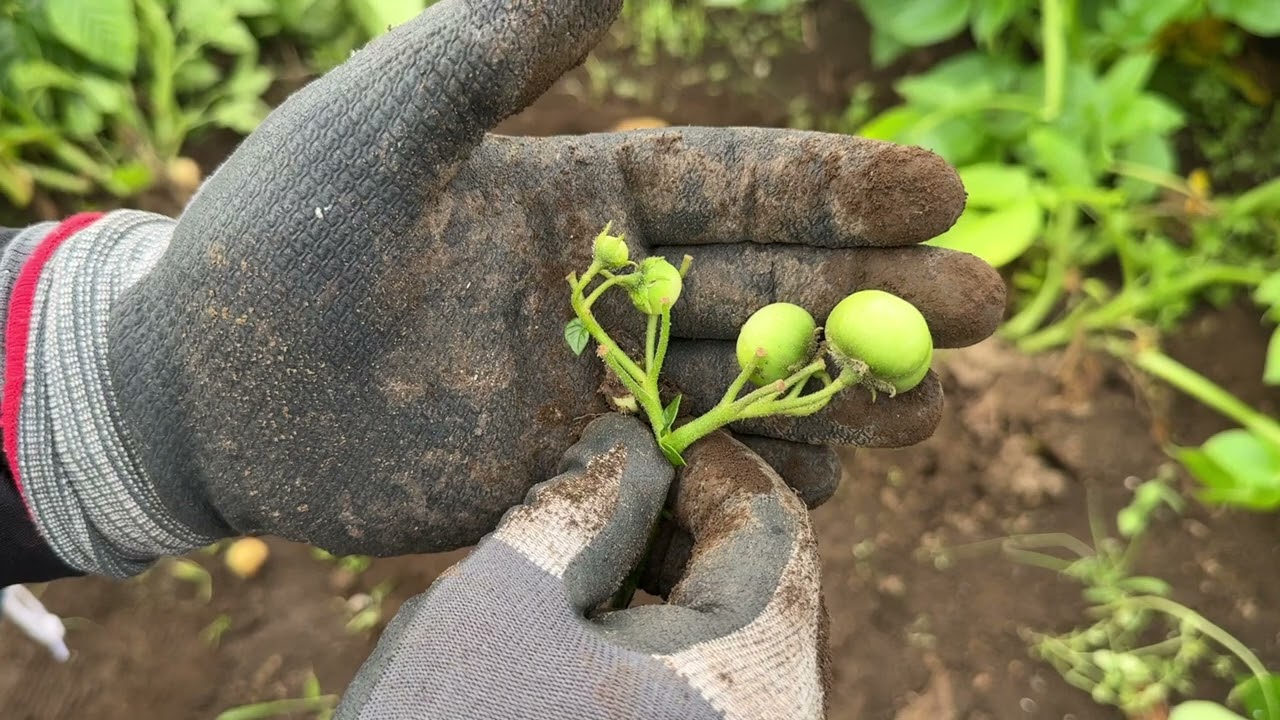 畑に植えたじゃがいもの花が咲いて実がなる時は要注意！農家でも知らない！【じゃがいも栽培】25/5/26