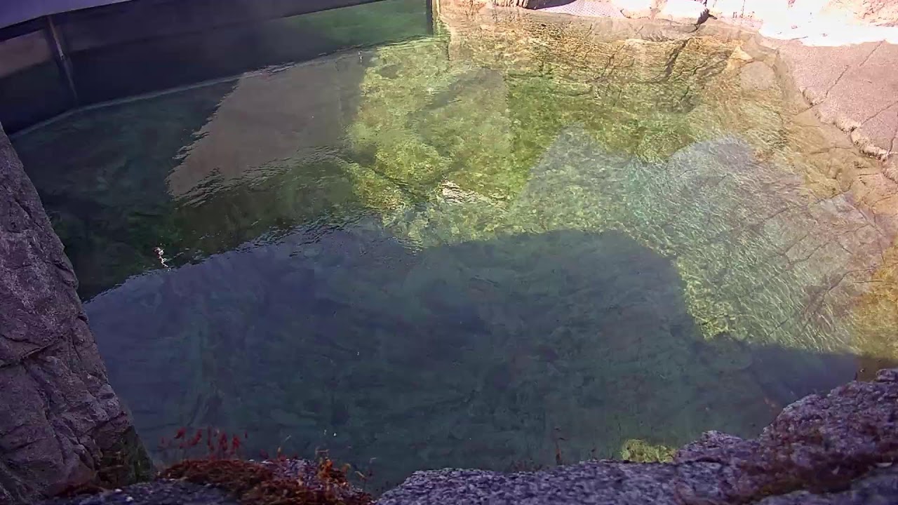Sea Otter Cam 2 | Vancouver Aquarium