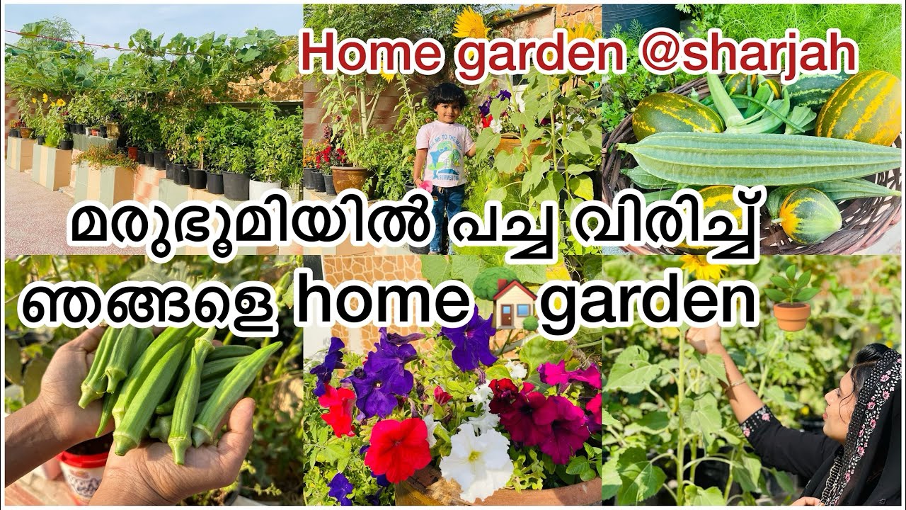 ഷാർജയിലെ ഞ്ഞങ്ങളെ കൃഷി കണ്ടാലോ /മുരുഭൂമിയെ പച്ച വിരിച്ച garden 🥰/Home🏡Garden🪴@sharjah