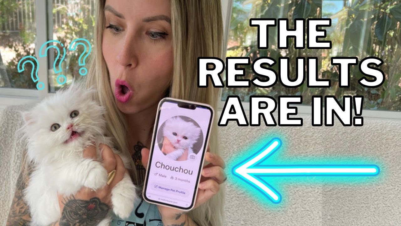 Chouchou's DNA Results (+ Answering Questions About Feline Genetics!)