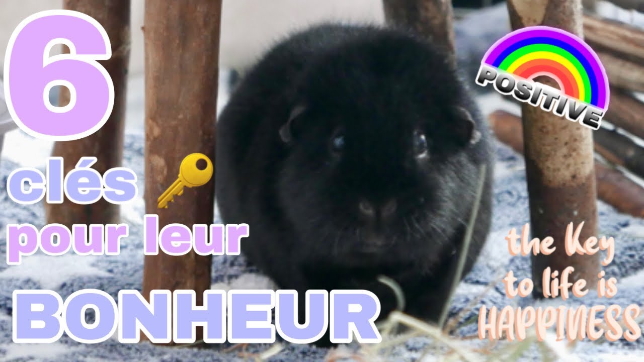 Comment avoir un cochon d'Inde heureux ?