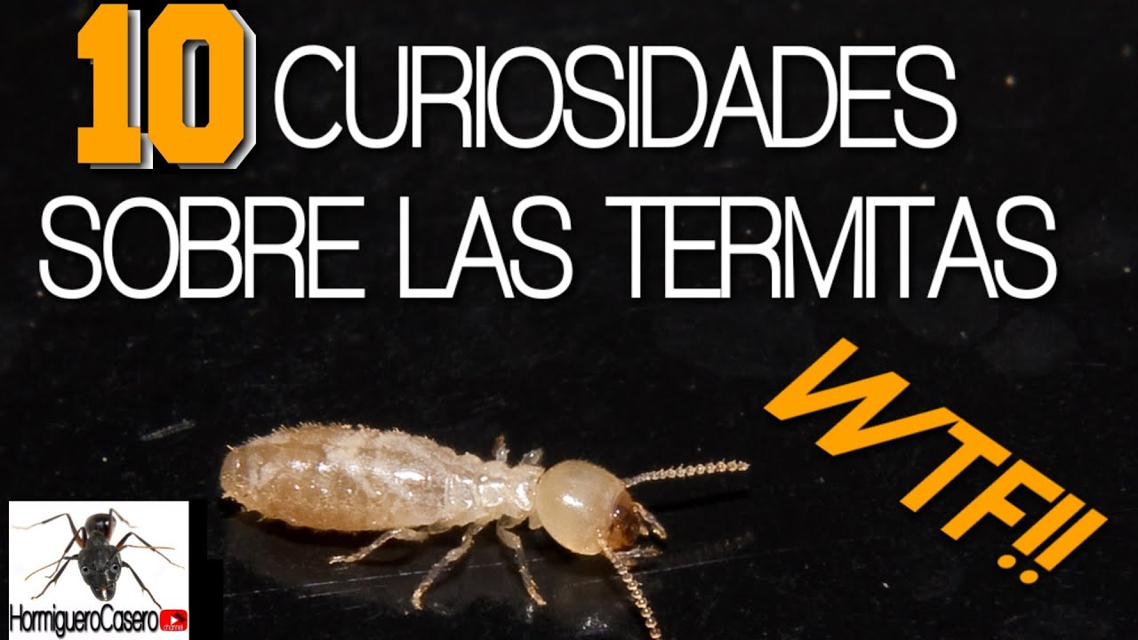 Capturando Termitas Top 10 Curiosidades de las Termitas vuelo nupcial termitas Qué son las termitas