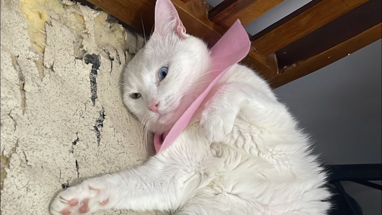 VIDEO RANDOM,KUCING MARAH