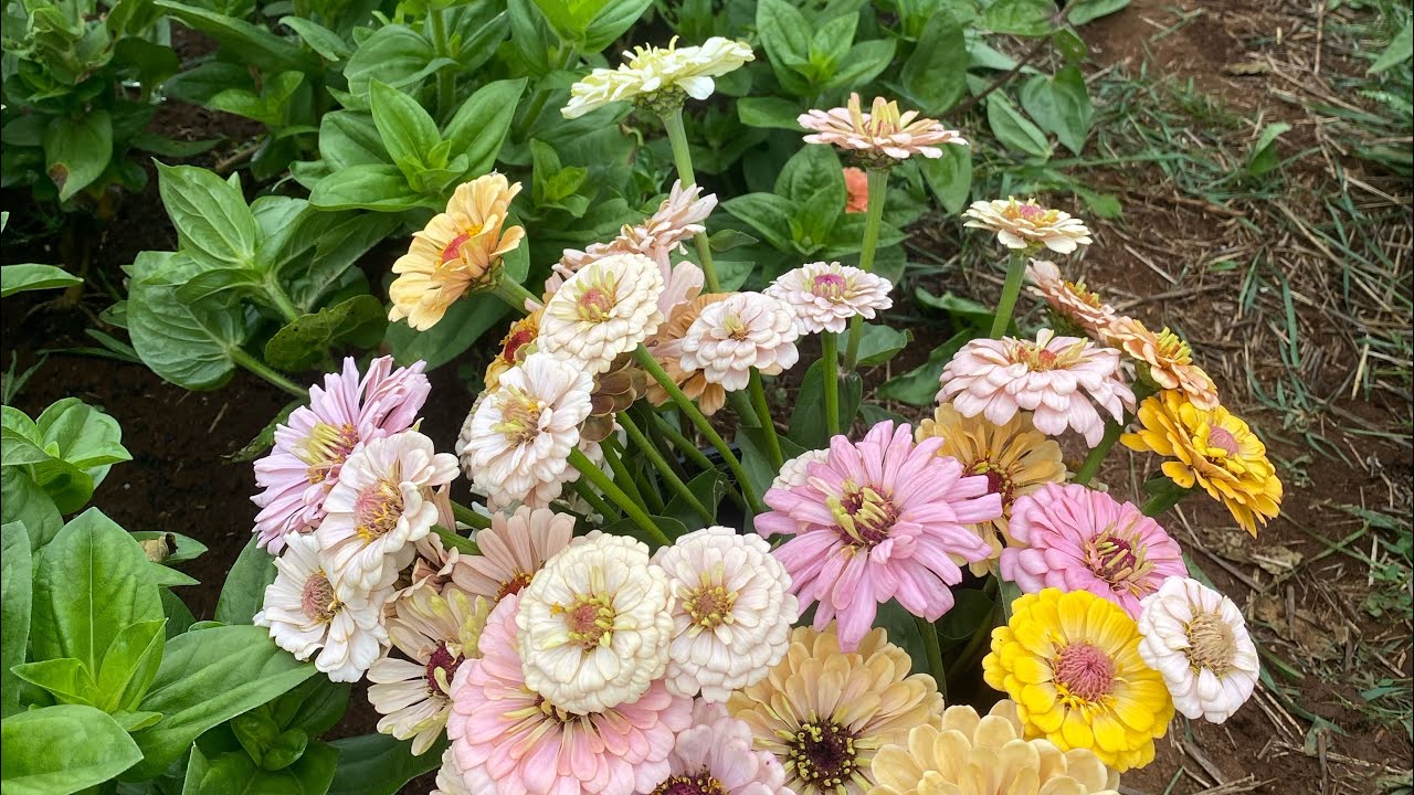 December flower farm tour, Blooms on the Hill