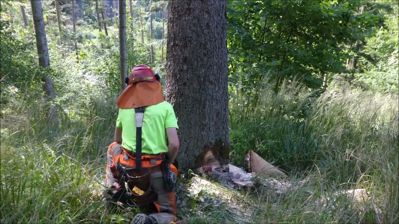 Forest job / Kácení stromu ze svahu - Stihl 462 #224