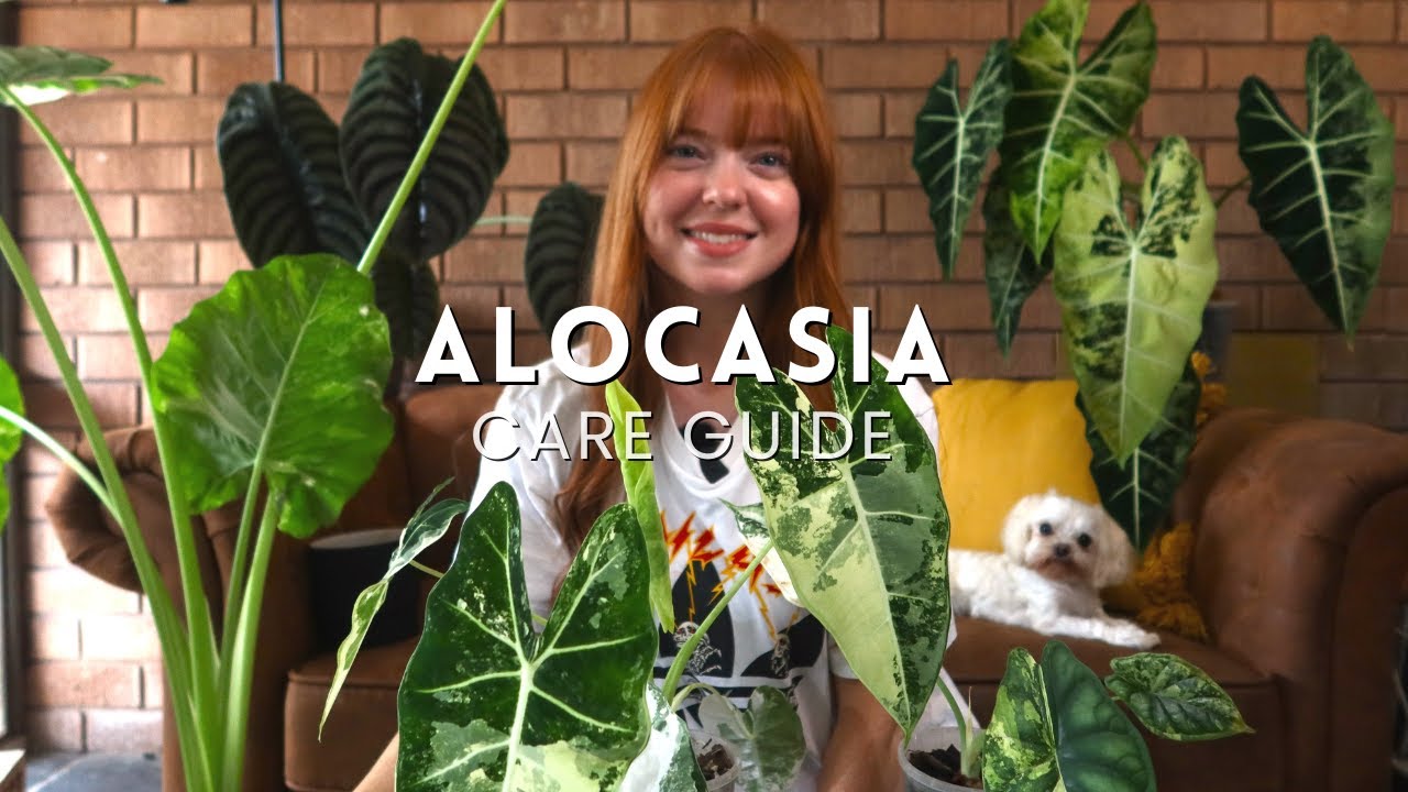 Как НЕ погубить алоказию! Советы по выращиванию алоказии! 🌱