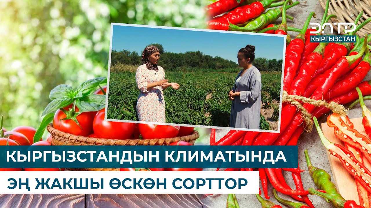 КЫРГЫЗСТАНДЫН КЛИМАТЫНДА ЭҢ ЖАКШЫ ӨСКӨН СОРТТОР // ЧАРБАКЕР