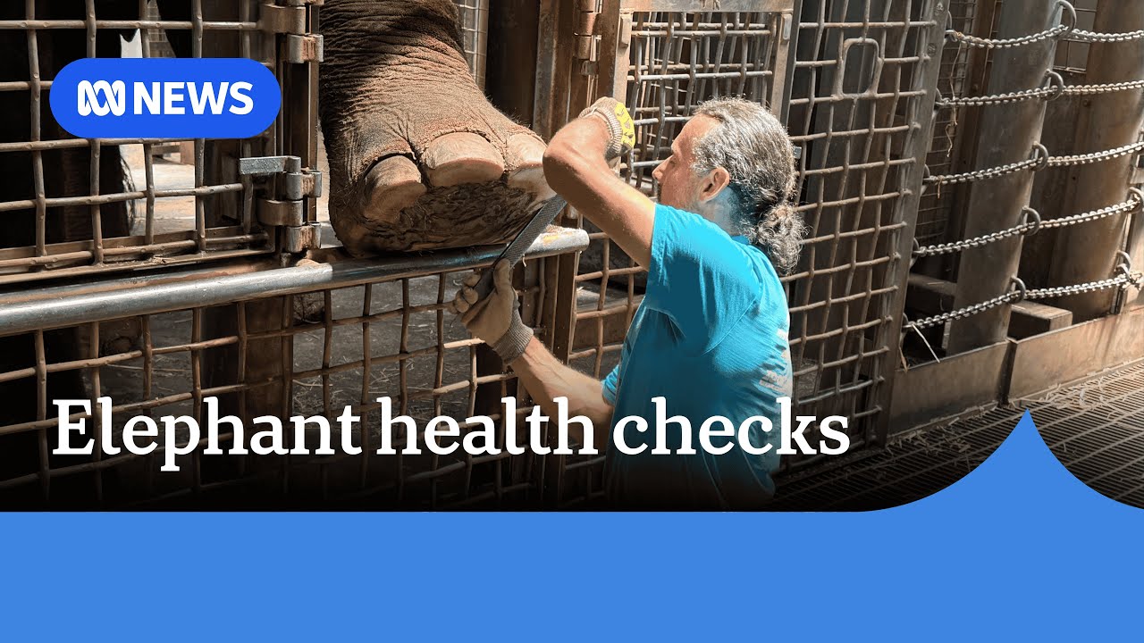 Melbourne Zoo elephants tested for deadly disease | ABC News