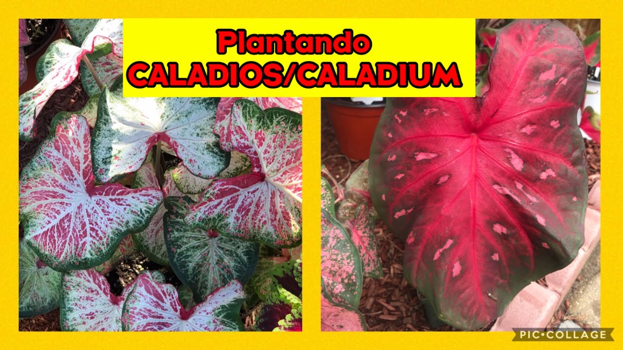 COMO PLANTAR Y CUIDAR LOS CALADIOS/OREJA DE ELEFANTE/CORAZON DE JESUS/PALETA DE PINTOR