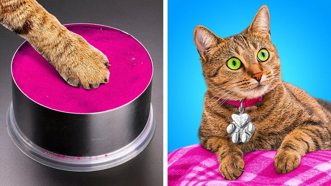 MEILLEURES CRÉATIONS POUR TON ANIMAL || TRANSFORMATION D'UN CHAT ERRANT