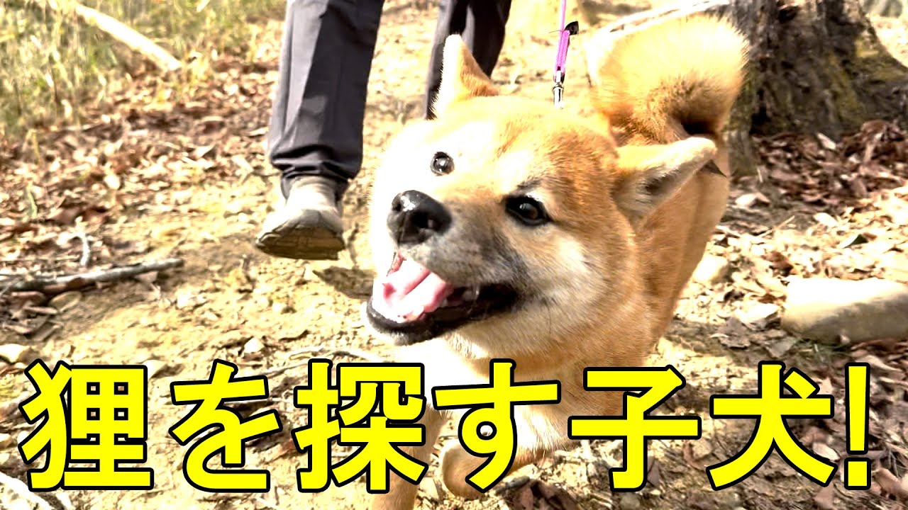朝タヌキを発見した子犬が、夕方丘陵の公園で再び小動物を探す姿に猟犬の頼もしさを感じました！【柴犬みき】Puppy looking for a raccoon