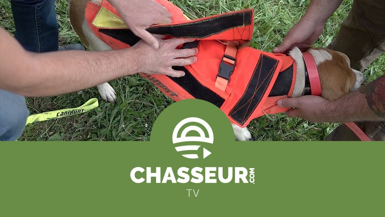 Comment choisir et mettre un gilet de protection à son chien de chasse - Tutoriel Chasseur.com
