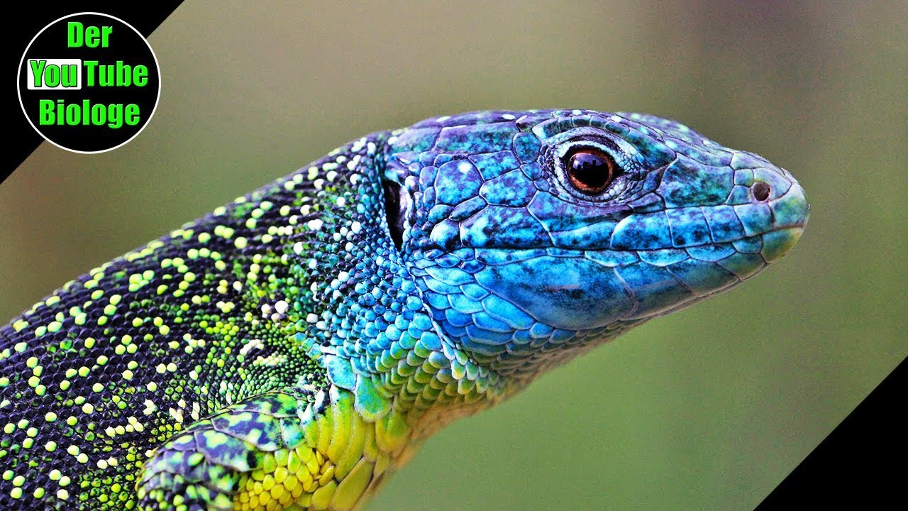 Smaragdeidechse – Reptilien Europas