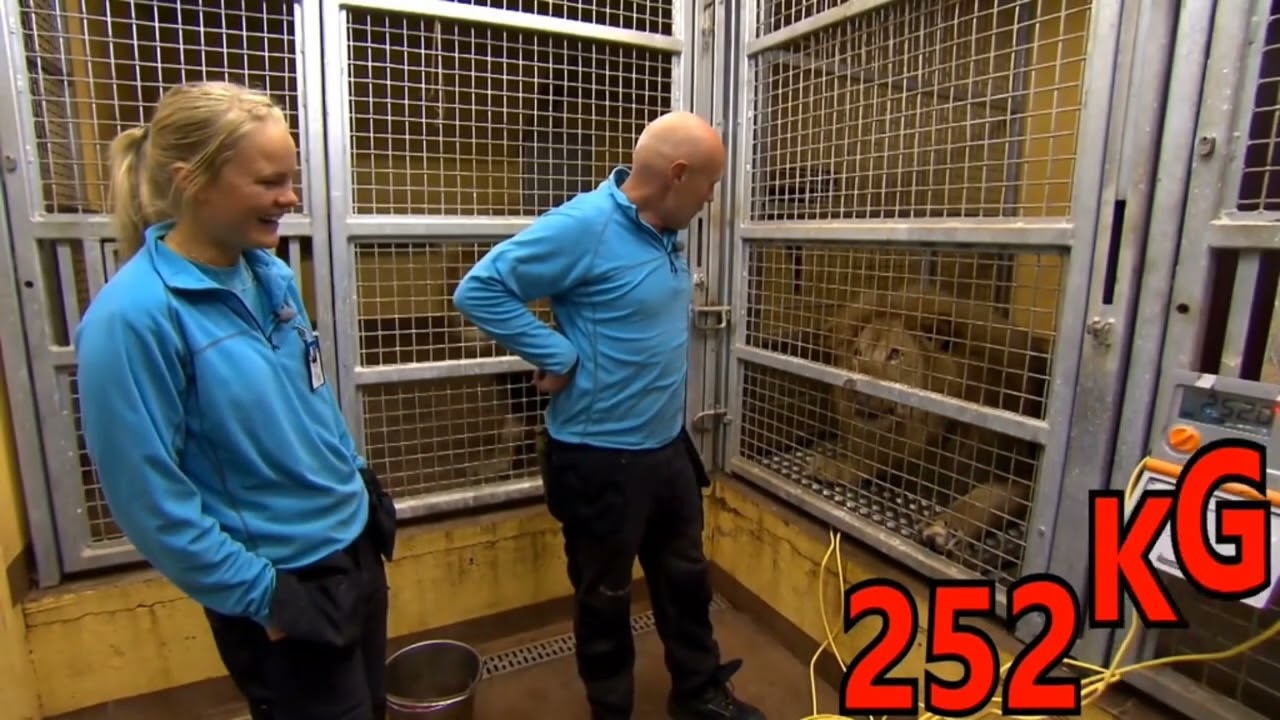lion vs tiger size comparison | REALITY CHECK