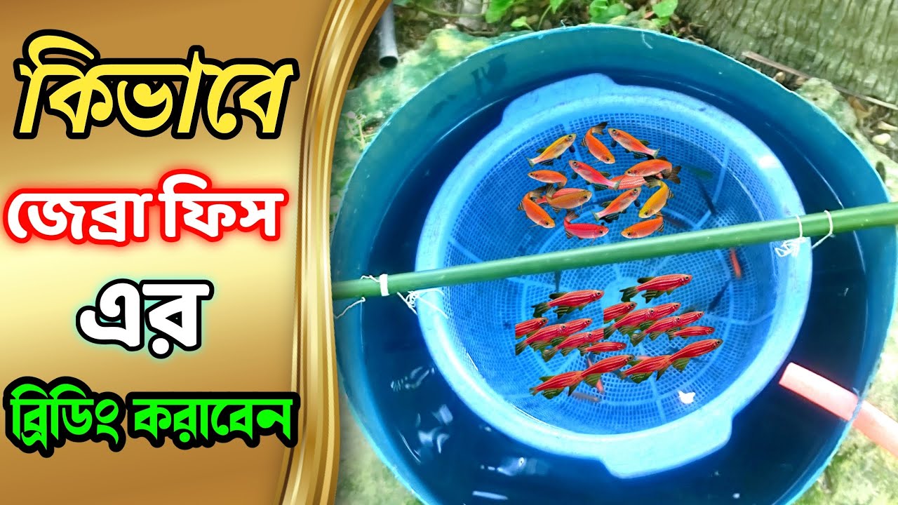 জেব্রা ফিস এর ব্রিডিং || How To Breed Zebrafish