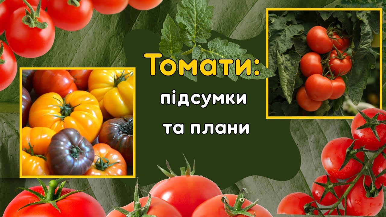 Які томати посію у сезоні 2026  (а також короткі підсумки минулого сезону)